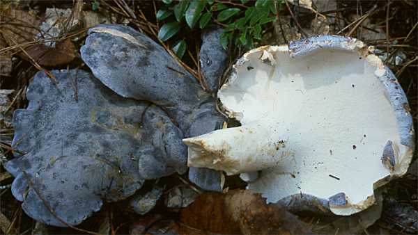 Albatrellus flettii